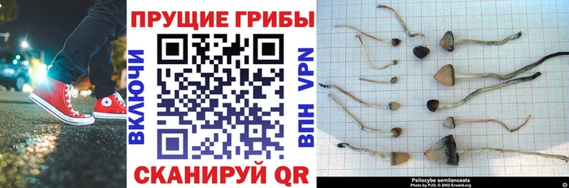 Псилоцибиновые грибы прущие грибы  нарко площадка как зайти  Переславль-Залесский 